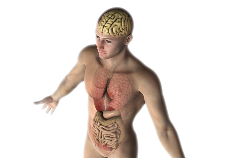 Relação cérebro-intestino