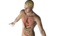 Relação cérebro-intestino